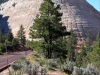Zion-Nationalpark- Checkerboard Mesa