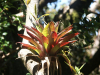 Costa Rica_Epiphyten