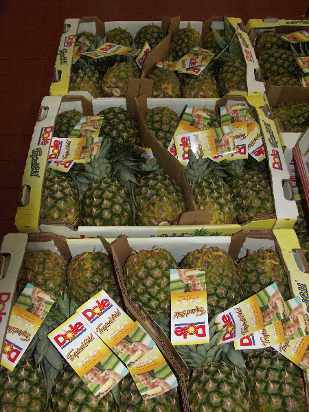 Costa Rica_Auf einer Ananasplantage