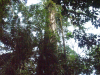 Costa Rica_Im Reservat Tirimbina_Ceiba-Baum