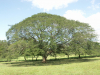 Costa Rica_Arbol de Guanacaste  - der Nationalbaum von Costa Rica