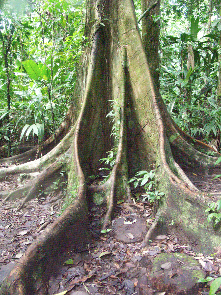 Costa Rica_Nationalpark Tortuguero