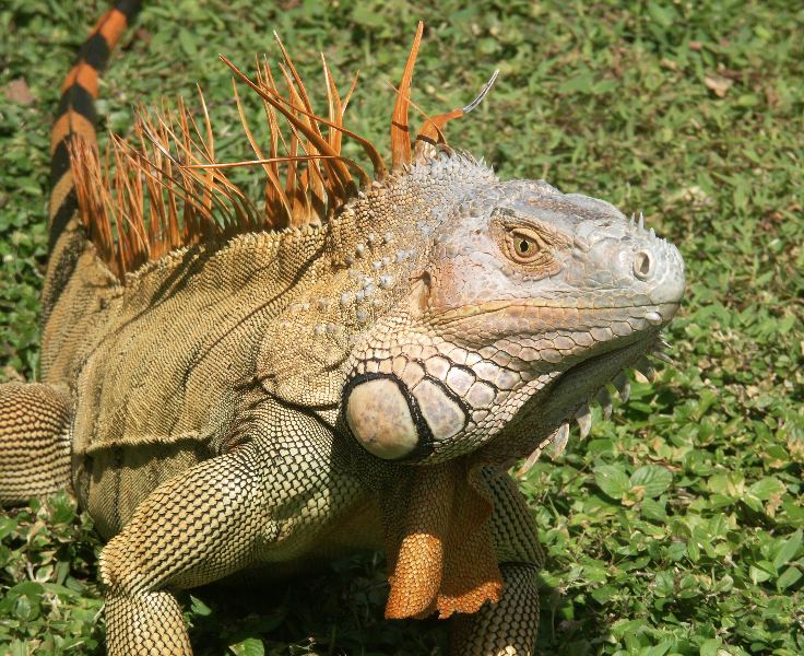 Costa Rica_Nationalpark Tortuguero_Leguan