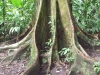 Costa Rica_Nationalpark Tortuguero