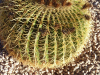Arizona_Echinocactus grusonii