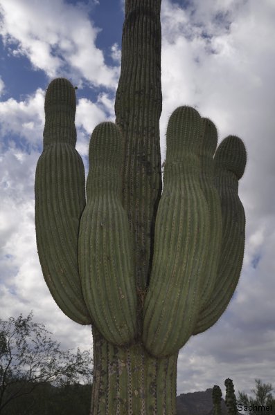 Arizona_Saguaro-Kaktus
