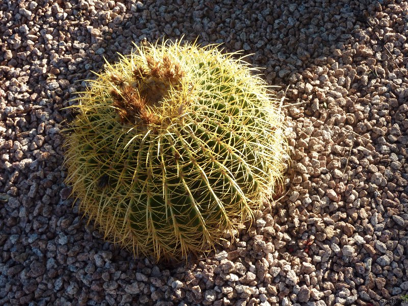 Arizona_Echinocactus grusonii