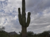 Arizona_Saguaro-Kaktus