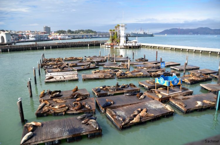 San Francisco - Fisherman's Wharf - Robbenkolonie