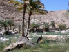 Oman_Oase Wadi Bani Khalid