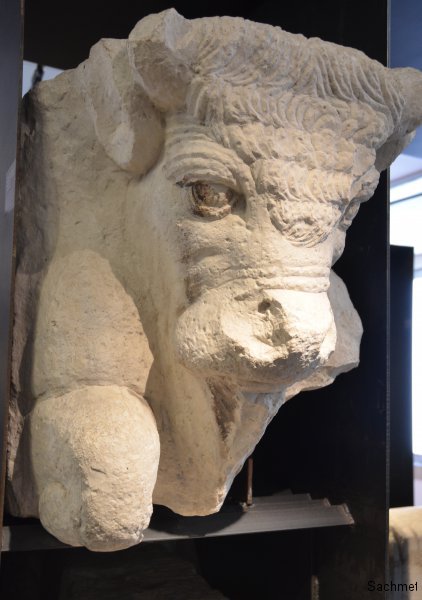 Zadar - Archäologisches Museum - Stierkopf (assyrisch)